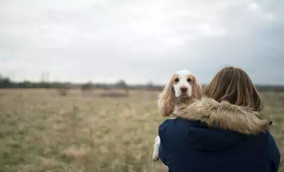 Search dog advice